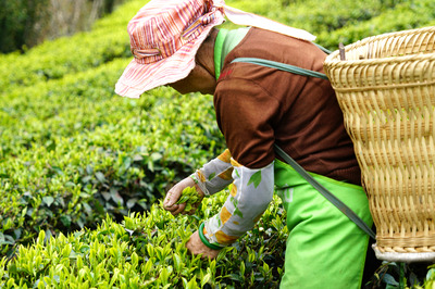 春日赴約永平，共品一席茶香盛宴